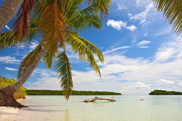 Φοίνικες, ωκεανό και το γαλάζιο του ουρανού σε μια τροπική παραλία στην florida keys — Φωτογραφία Αρχείου