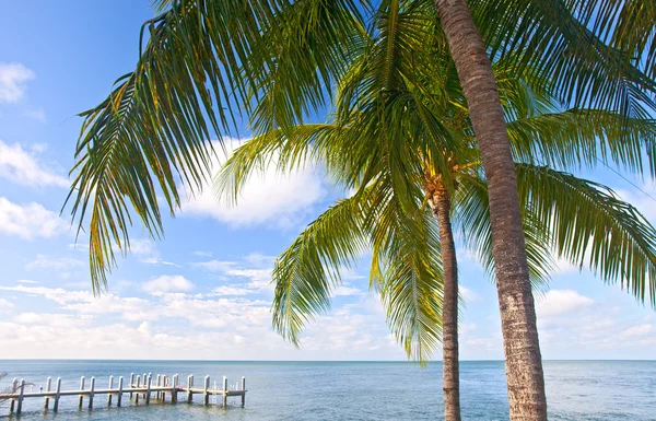 Palmy, moře a modrá obloha na tropické pláži v florida keys — Stock fotografie