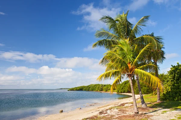 棕榈树、 海洋和蓝蓝的天空，在佛罗里达的热带海滩上 — 图库照片