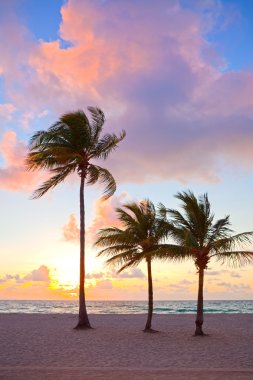 Miami beach, florida renkli yaz gündoğumu veya günbatımı palmiye ağaçları ile