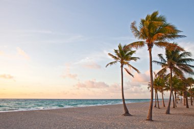 Miami beach, florida renkli yaz gündoğumu veya günbatımı palmiye ağaçları ile