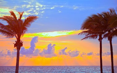 Miami beach, florida renkli yaz gündoğumu veya günbatımı palmiye ağaçları ile
