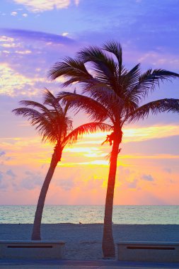 Miami beach, florida renkli yaz gündoğumu veya günbatımı palmiye ağaçları ile