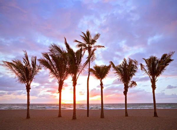 マイアミビーチ、フロリダ州のカラフルな夏の日の出やヤシの木と夕日 — ストック写真