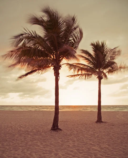 Miami Beach, Florida colorful summer sunrise or sunset with palm trees — Stock Photo, Image