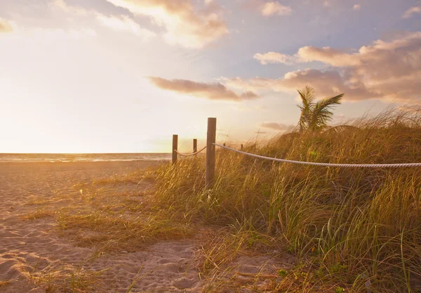 Chemin vers la plage avec l'avoine de mer, les dunes d'herbe au lever ou au coucher du soleil à Miami Beach, Floride — Photo