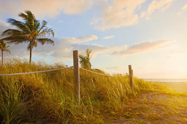 Cesta na pláž s mořem ovsa, dun trávy při východu nebo západu slunce v miami beach, florida — Stock fotografie