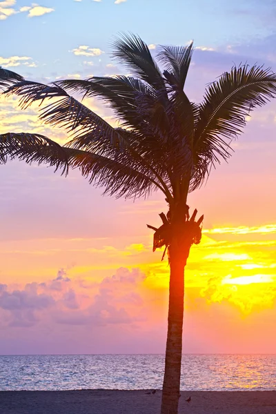 Miami Beach, Florida colorido amanecer de verano o puesta de sol con palmeras — Foto de Stock