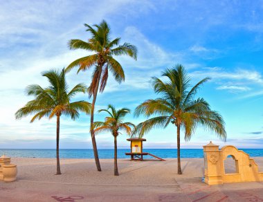 Hollywood Beach Florida palm trees on the beach clipart