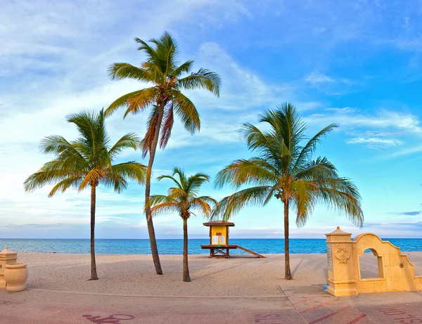 Palmeiras Hollywood Beach Florida na praia — Fotografia de Stock