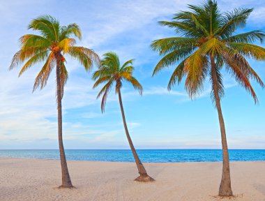 Miami Florida palm trees on the beach