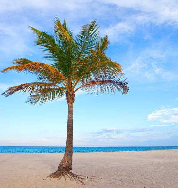 Miami Florida palm trees on the beach Royalty Free Stock Photos