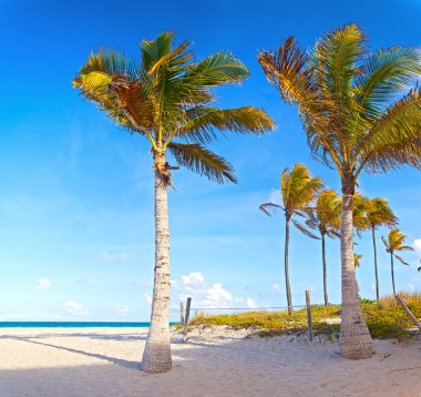 Miami, Florida, palmiye ağaçları sahilde