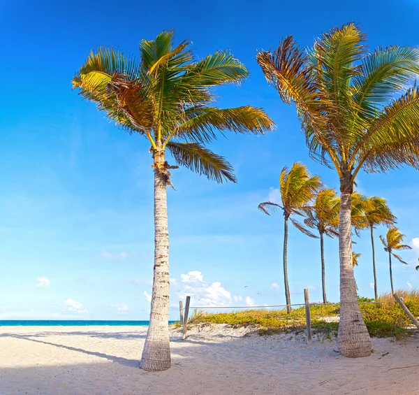 Miami Florida, Palm trees on the beach — Stock Photo, Image