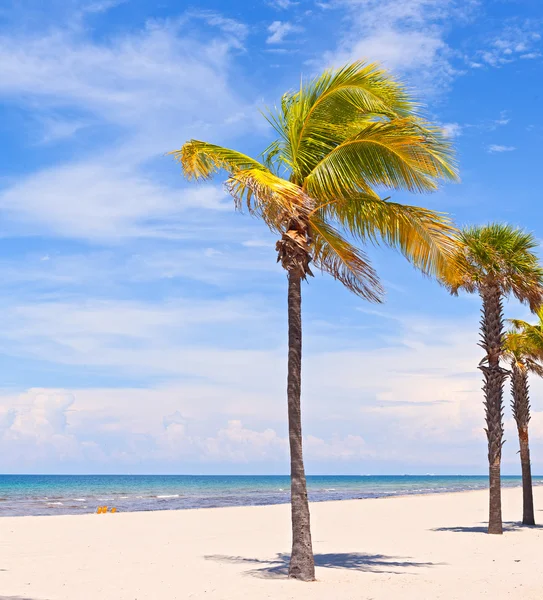 Miami na Floridě, palmy na pláži — Stock fotografie