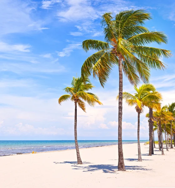 Miami Florida, palmer på stranden — Stockfoto