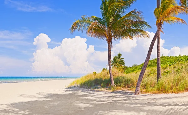 Miami Florida, palmy na plaży — Zdjęcie stockowe