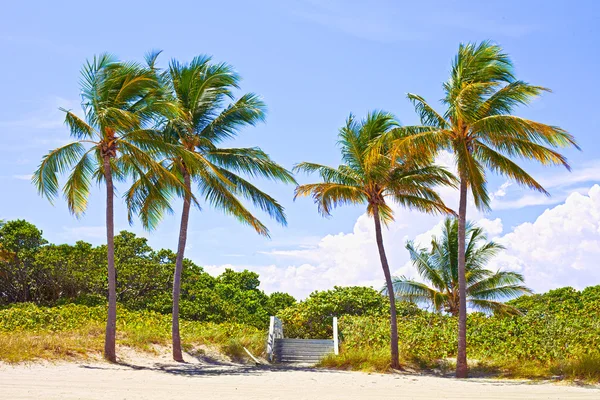 Miami Florida, Palm trees on the beach Royalty Free Stock Photos