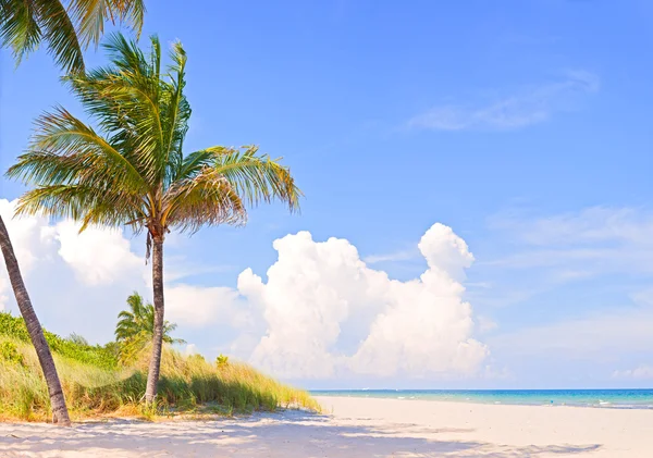 Miami Florida, Palm trees on the beach Stock Picture