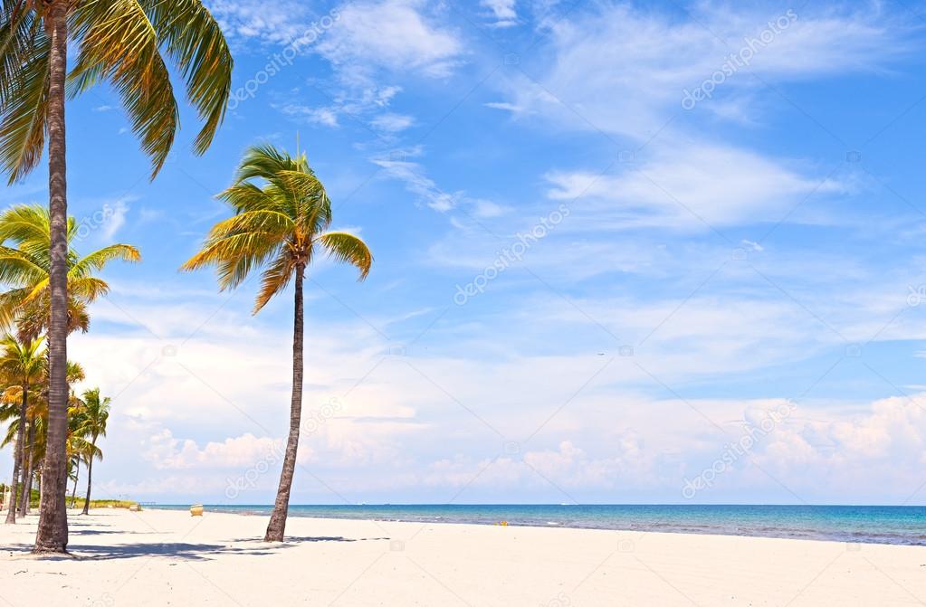 Miami Florida, Palm trees on the beach