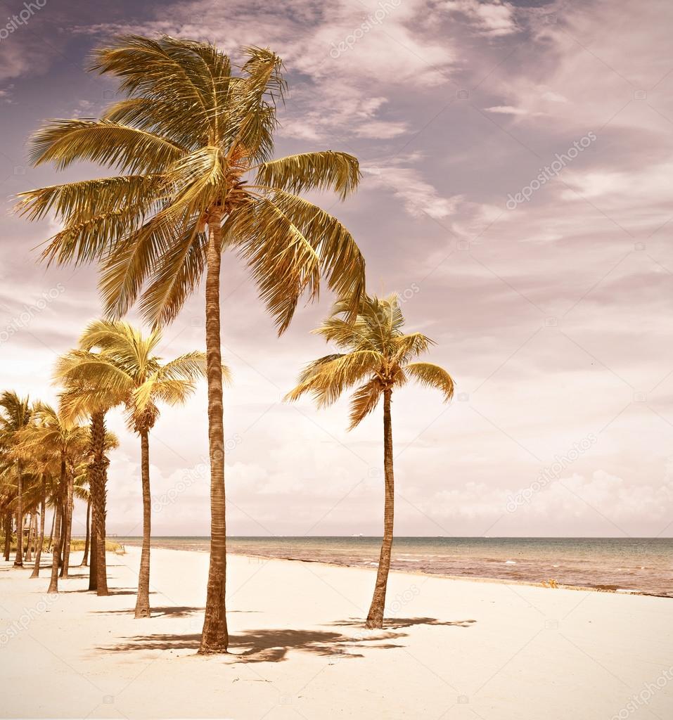 Florida beach palm trees by the ocean
