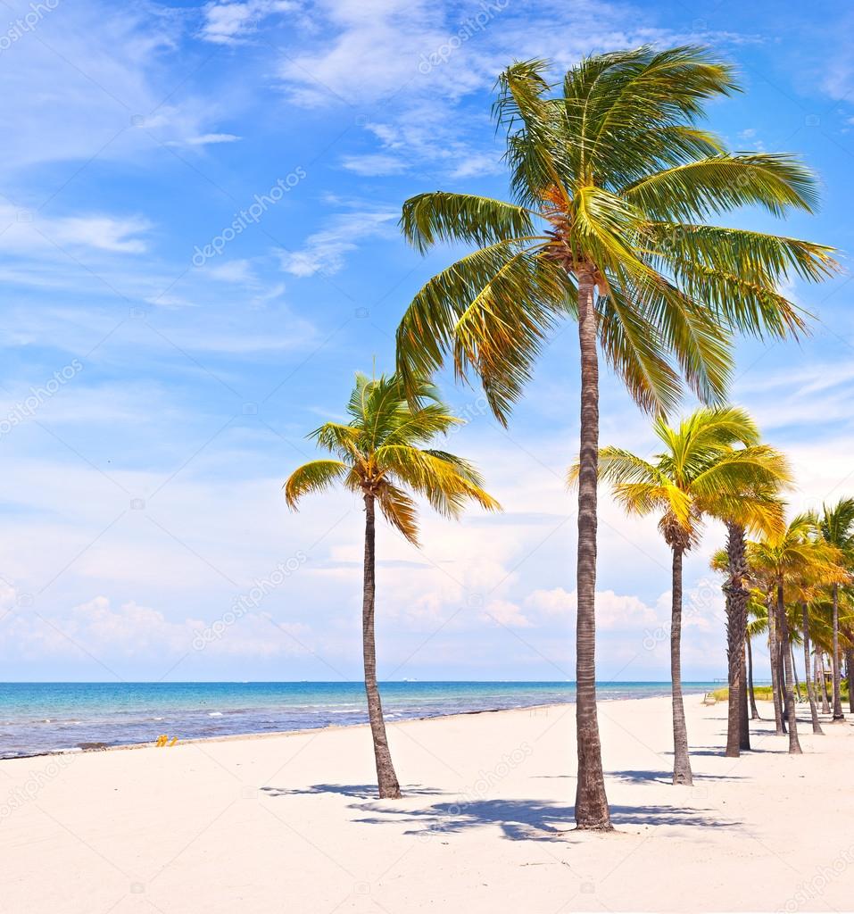 Miami Florida, Palm trees on the beach