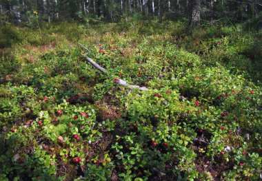 Kızılcık ormandaki güzel glade