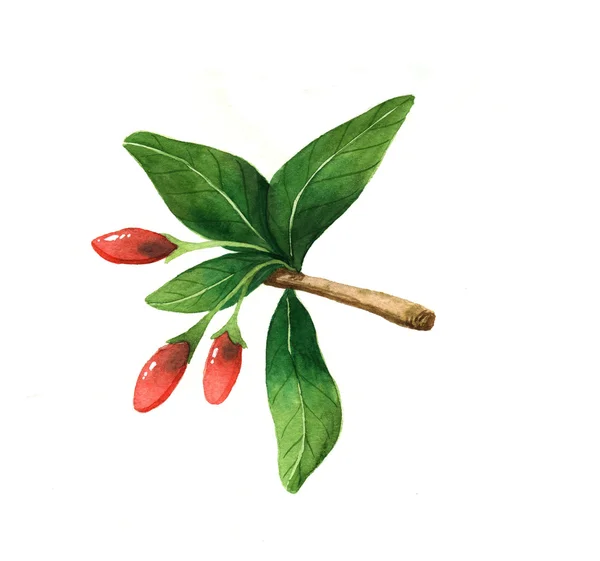 Branche aquarelle de goji — Photo