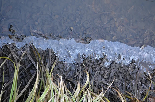 Frozen water near the shore — Stock Photo, Image