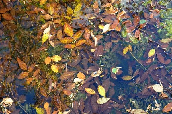 Eski gölet ile sarı sonbahar yaprakları