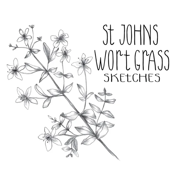 St.john's wort sketch — Stock Vector