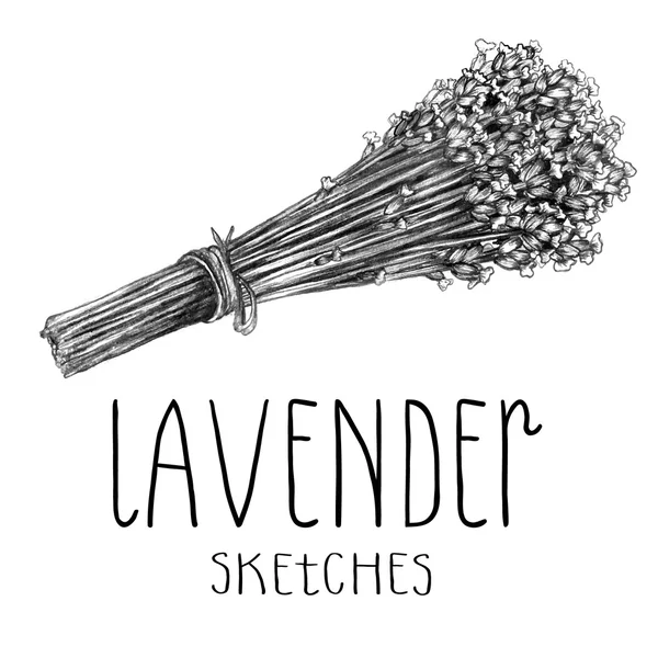 Lavender herb sketch — Stock Vector