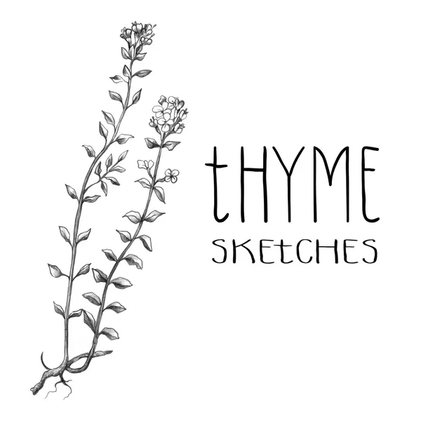 Thyme herb sketch — Stock Vector