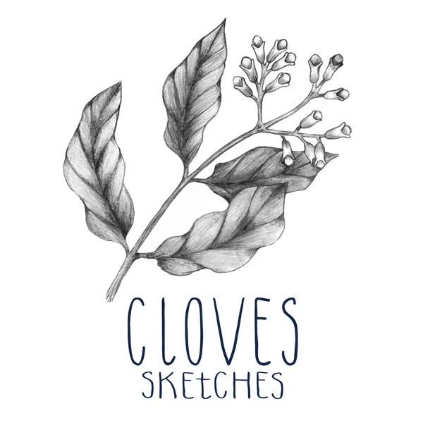 The clove herb sketch — Stock Vector