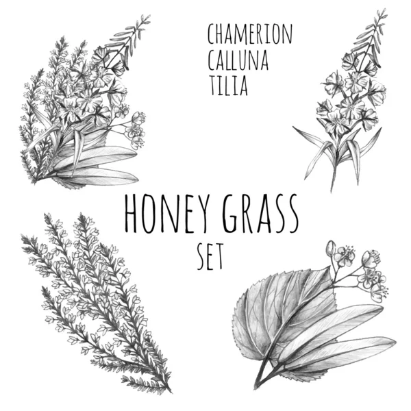 Honung gräs skisser — Stock vektor
