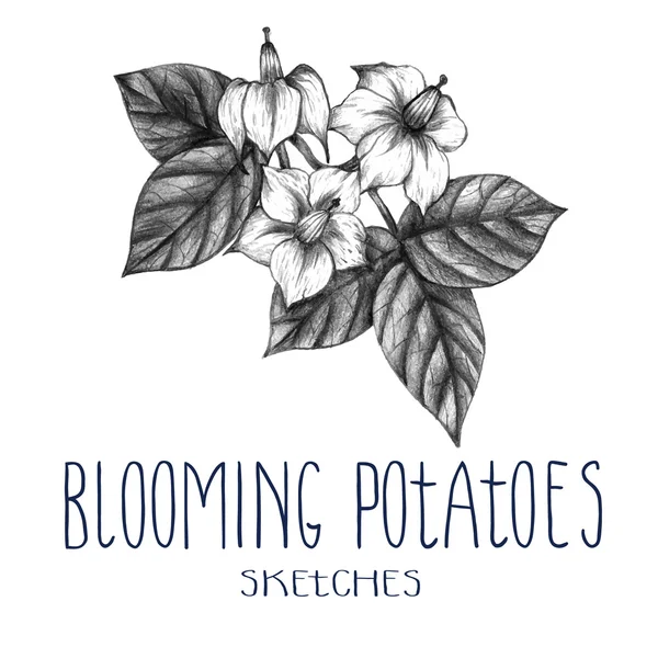 Hand drawn blooming potatoes — Stock Vector