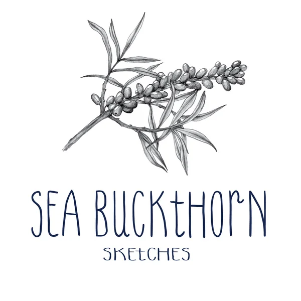 Hand drawn sea buckthorn — Stock Vector