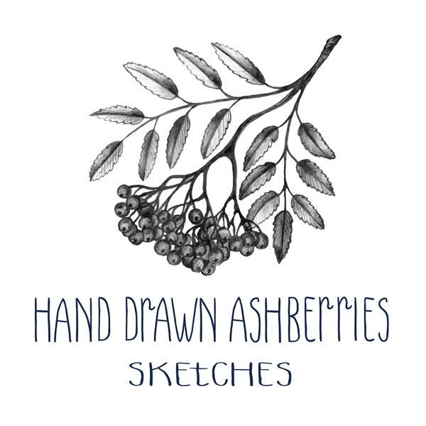 Hand getrokken ashberries — Stockvector