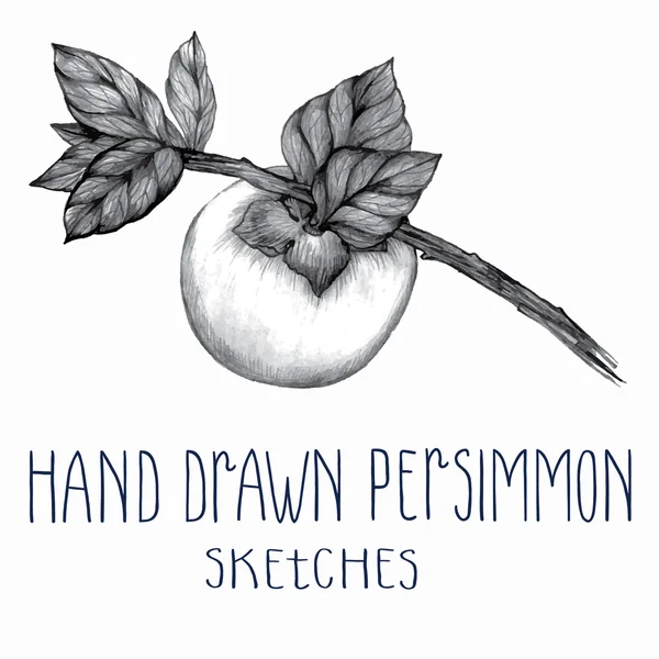 Hand drawn persimmon — Stock Vector