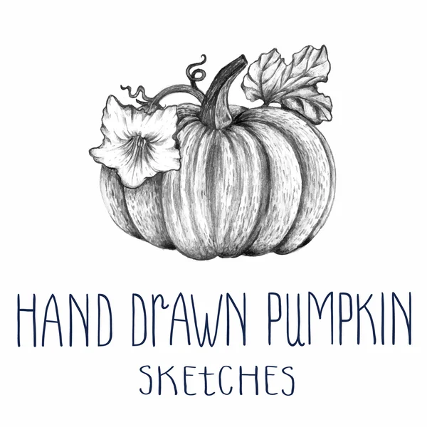 Hand drawn pumpkin — Stock Vector