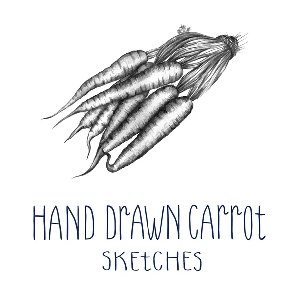 Hand getrokken wortel — Stockvector