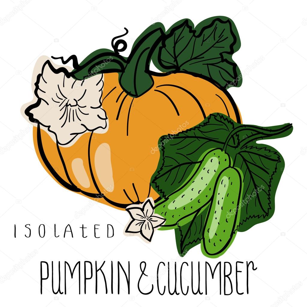Pumpkin and cucumber 