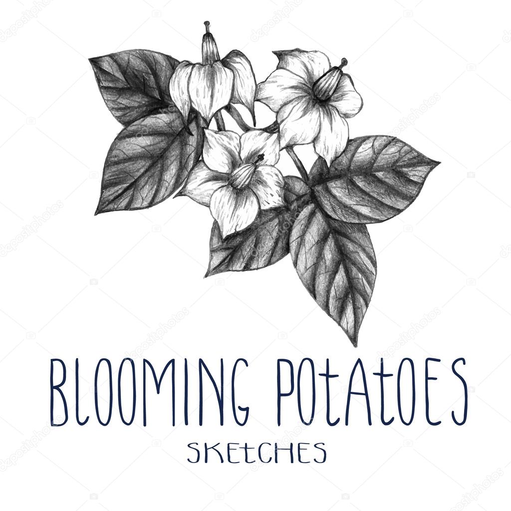 Hand drawn blooming potatoes