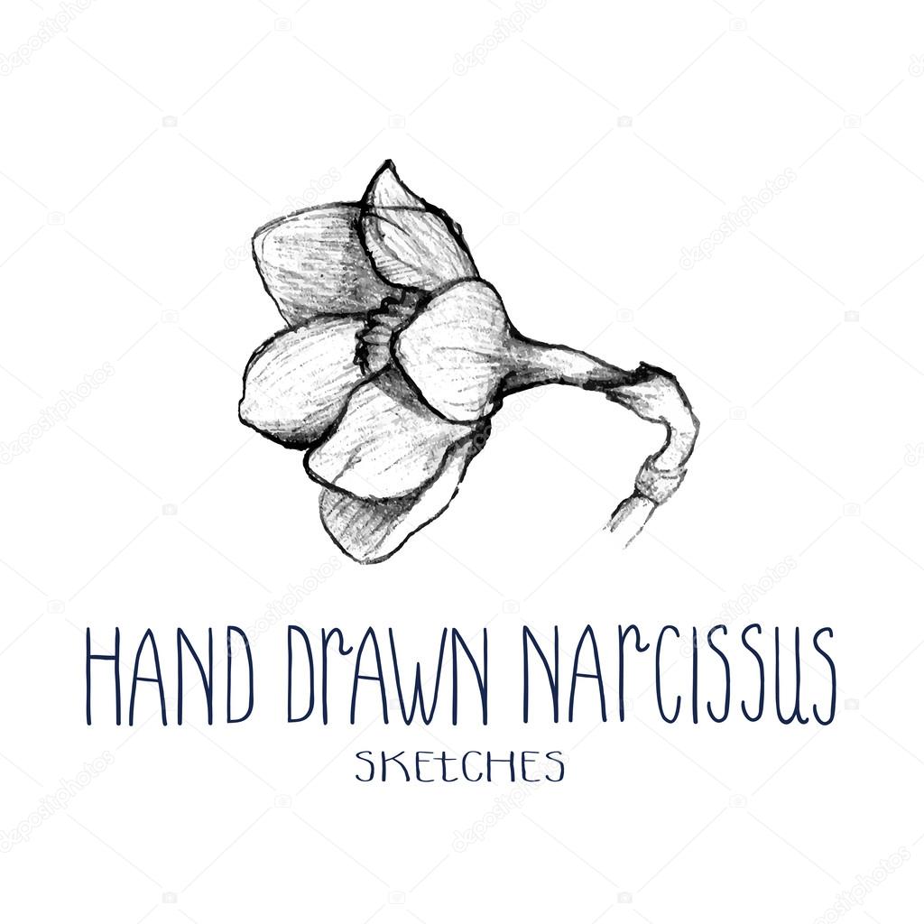 The sketch of narcissus