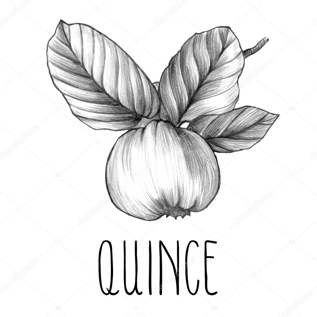 Hand drawn vintage quince