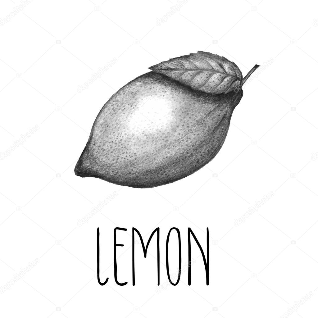 Hand drawn vintage lemon