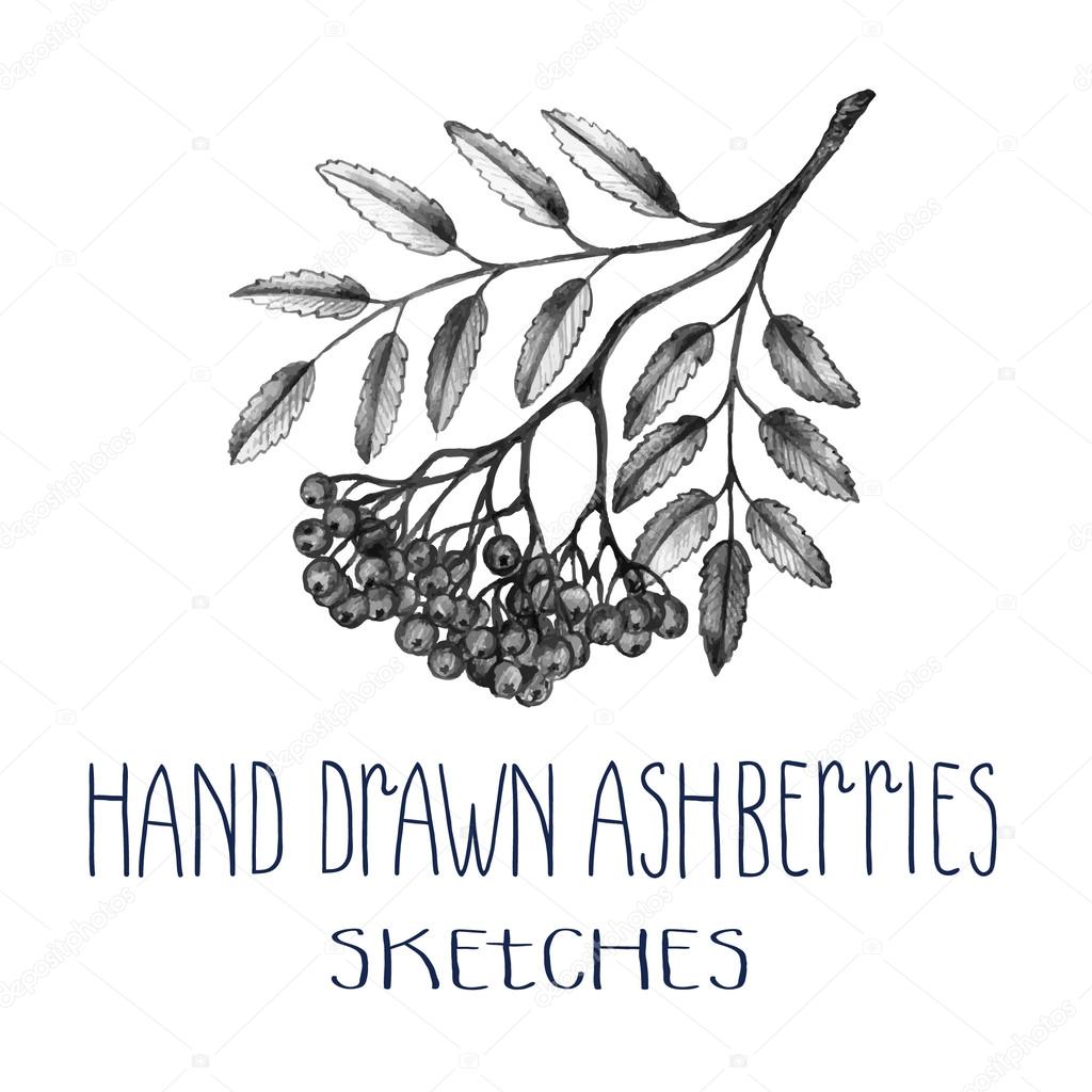 Hand drawn ashberries