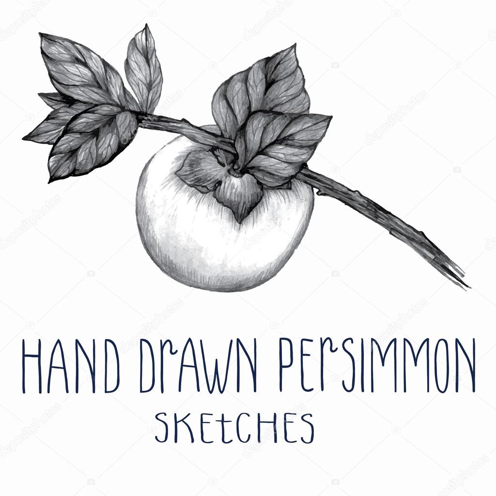 Hand drawn persimmon
