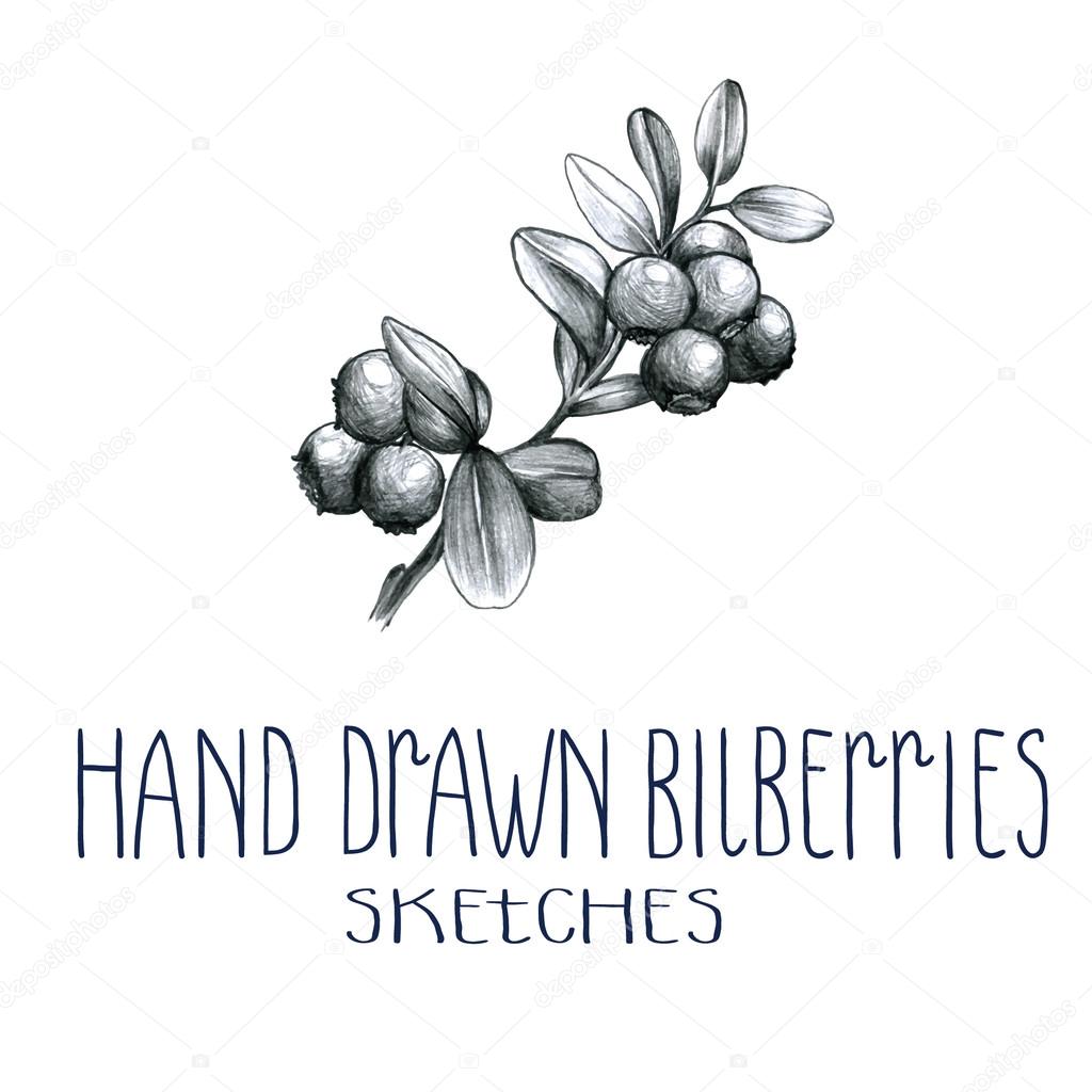 Hand drawn bilberries