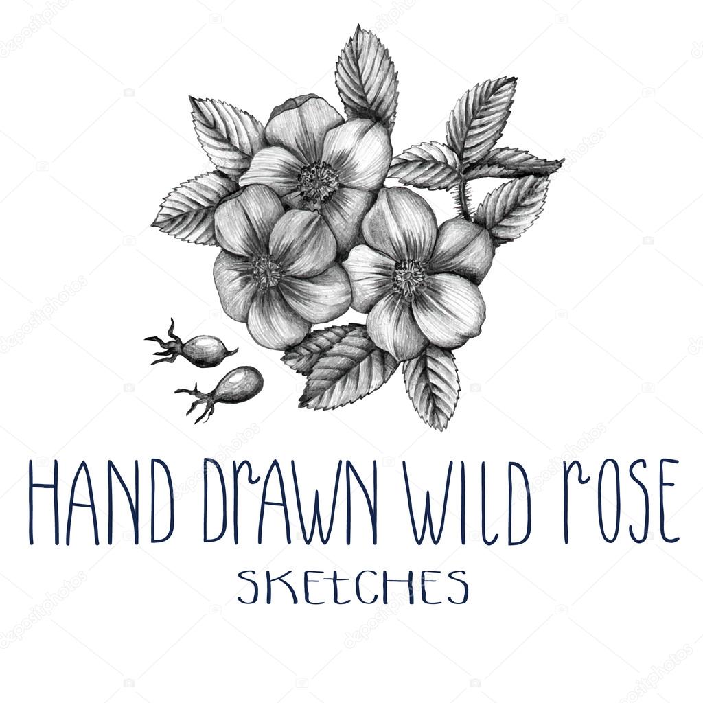 Hand drawn wild rose